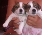 Prod�m �t���tka jack russel