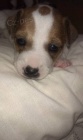 Prod�m �t���tka jack russel