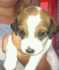 Prodám štěňátka jack russel Prodám štěňátka jack russel
