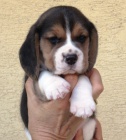 Beagle - bígl s PP Beagle - bígl s PP