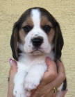 Beagle - bígl s PP Beagle - bígl s PP