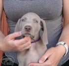 V�marsk� oha� s PP - VOLN� velmi nad�jn� CHLAPE�EK od 19.8.2015