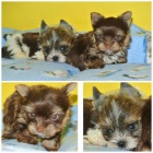 Barevn� jork��rkov� s PP