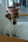 Mladý JRT hledá lásku Mladý JRT hledá lásku