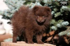 Pomeranian / Trpasli�� �pic s PP