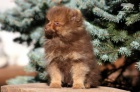 Pomeranian / Trpasli�� �pic s PP