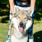 �eskoslovensk� vl��k s PP