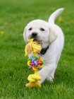 Labradorsk� retriever �t���tka s PP