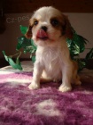 Kavalír King Charles španěl, KKCHš Kavalír King Charles španěl, KKCHš