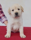 Labradorsk� retriever s PP