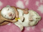 Bišonek - Bichon frisé Bišonek - Bichon frisé