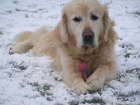 Zlat� retr�vr - Golden s PP - 6 let na prodej