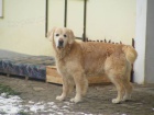 Zlat� retr�vr - Golden s PP - 6 let na prodej