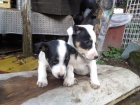 Štěňata Jack Russel teriéra k odběru ihned Štěňata Jack Russel teriéra k odběru ihned