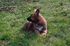 Belgick� ov��k - Malinois