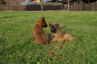Belgick� ov��k - Malinois