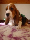 Basset hound, Basset, Baset Basset hound, Basset, Baset