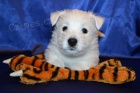 West highland white terrier - west�k