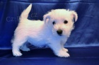 West highland white terrier - west�k