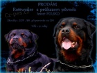 Prod�m pes rottweiler - Nab�dka