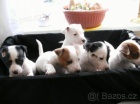 Jack Russell Terier Jack Russell Terier