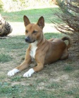 �t���tka BASENJI