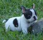 Pkn mu a eny francouzskch buldok na prodej