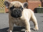 Pkn mu a eny francouzskch buldok na prodej