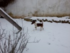 Foxterir hladkosrst 2,5roku