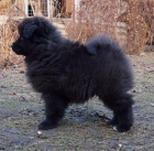 N�meck� �pic velk� �ern� prod�m kvalitn� �t��ata sPP