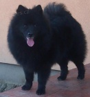 N�meck� �pic velk� �ern� prod�m kvalitn� �t��ata s PP