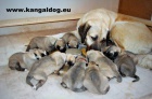 Anatolsk� pasteveck� pes - Kangal