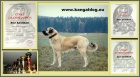 Anatolsk� pasteveck� pes - Kangal