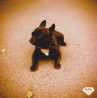 Francouzsk buldoek ke kryt