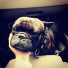 Francouzsk buldoek ke kryt