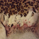 Argentinsk� doga �t���tka