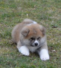 Pejsek Akita - inu Pejsek Akita - inu