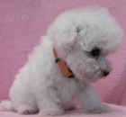 Bišonek - bichon frisé Bišonek - bichon frisé