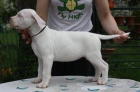 Argentinsk� doga - fenka