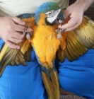 Papouek DNA, Mu a ena byli ruka chovan