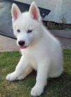 Sibiřský husky Sibiřský husky
