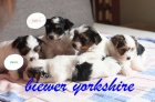Biewer yorkshire terri�r