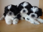 Prod�m Shih-tzu