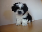 Prod�m Shih-tzu