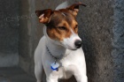 Nabídka krytí Jack Russell Terrier Nabídka krytí Jack Russell Terrier
