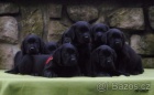 Labradorský retrívr-štěnátka s PP Labradorský retrívr-štěnátka s PP