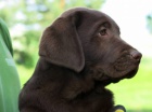 Labrador retriever - �okol�dov� pejsek, �t�n� s PP