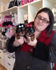 Čistokrevná Tiny Yorkie Štěňata Čistokrevná Tiny Yorkie Štěňata