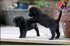 Dva Labrador štěňata zdarma Dva Labrador štěňata zdarma