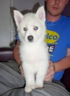 Sibiřský husky Sibiřský husky